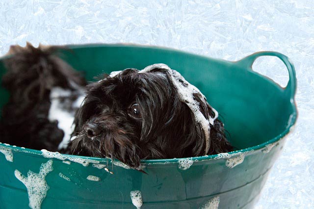 dog washing tips